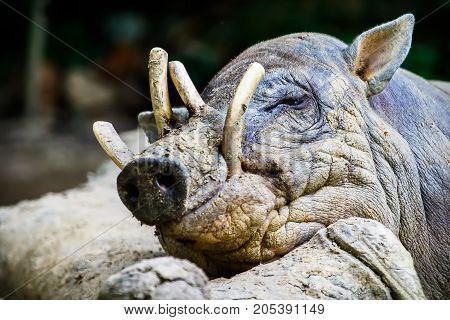 Sleepy Babirusa