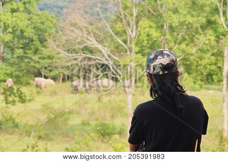A ranger is observing the cluster of wild Asian elephant. Asian elephants in the wild.
