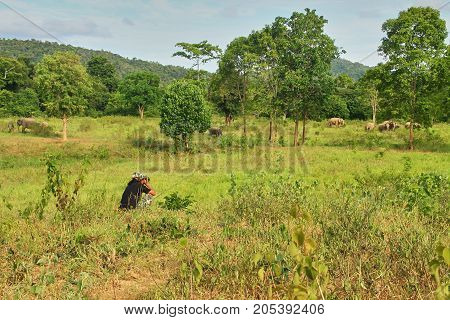 A ranger is observing the cluster of wild Asian elephant. Asian elephants in the wild.