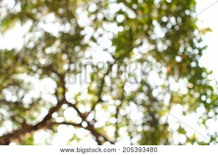 Blury bokeh green leaf on white sky. Green background.