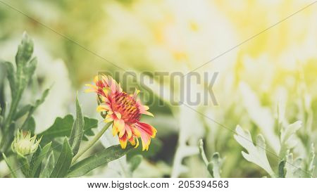 Flower (Zinnia Zinnia violacea Cav.) yellow pink orange and red color Naturally beautiful flowers in the garden