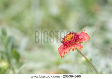 Flower (zinnia, Zinnia Violacea Cav.) In Garden
