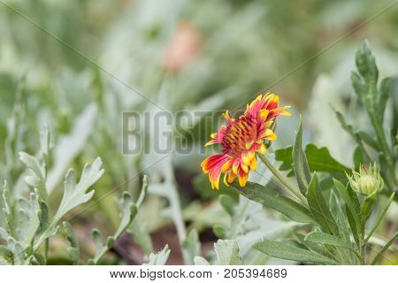 Flower (zinnia, Zinnia Violacea Cav.) In Garden