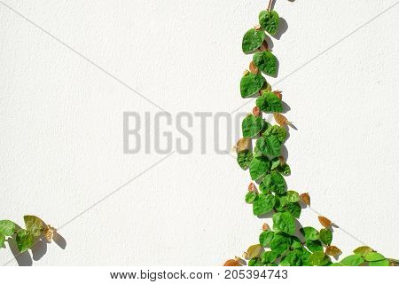 Green Coatbuttons Mexican daisy Ficus pumila on the cement wall.