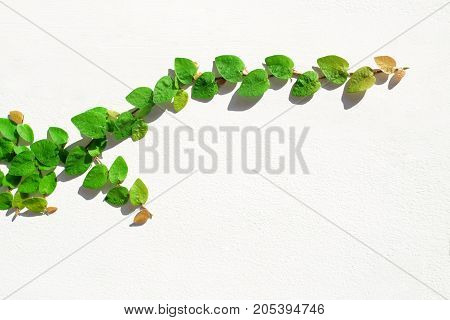 Green Coatbuttons Mexican daisy Ficus pumila on the cement wall.