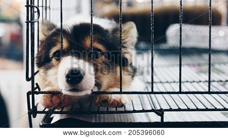 Puppy In Cage Dog With Sadness