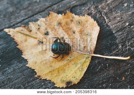 Black beetle on yellow leave - autumn forest concept, macro shot