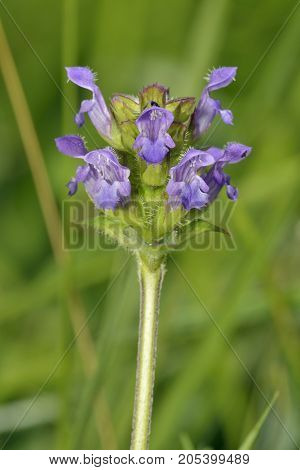 Common Selfheal