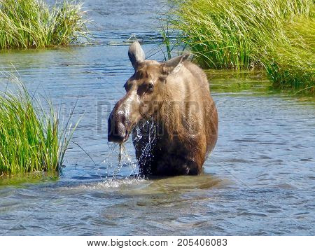 A moose cow eats water plants near Tok in Alaska.