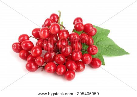 Viburnum berries with leaves isolated on white background.