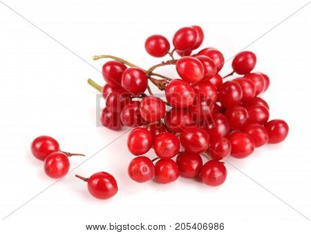 branch of viburnum berries isolated on white background.