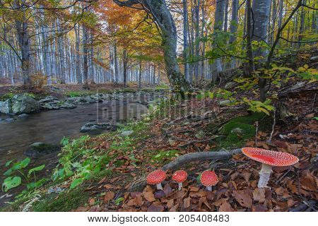 Mushroom of Biancaneve n the beech forest in autumn