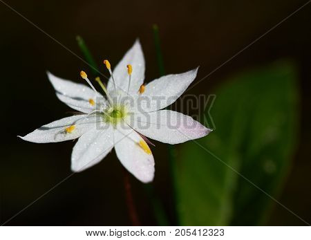 White flower with seven petals Trientalis europaea closeup