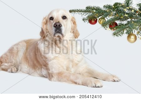 Golden Retriever Dog is lying with a raised head under a branch of a Christmas tree