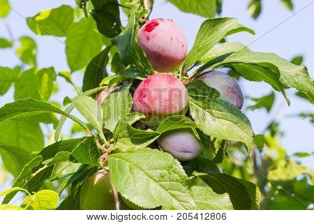 Victoria plums with water drops on the branch of tree in an orchard closeup