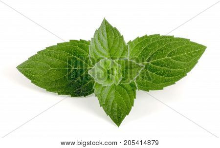 Fresh mint leaf isolated on white background.