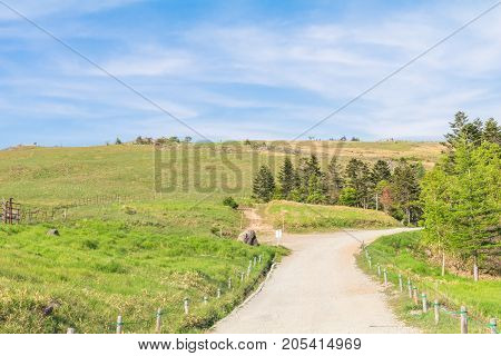 Beautiful landscape view of a country road and green grass with blue sky background in Utsukushigahara park is one of the most important and popular natural place in Nagano Prefecture Japan.