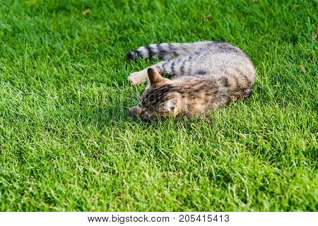 Cat playing with a mouse he just caught. Gray cat lying on green grass. Cat caught a mouse.