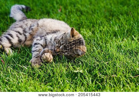 Cat playing with a mouse he just caught. Gray cat lying on green grass.