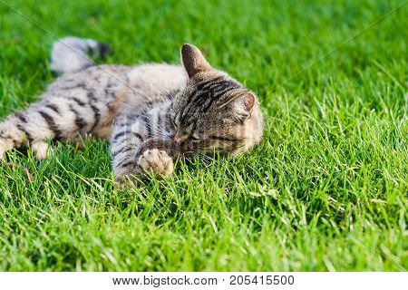 Cat playing with a mouse he just caught. Gray cat lying on green grass.