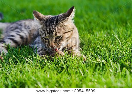 Cat playing with a mouse he just caught. Gray cat lying on green grass. Cat caught a mouse. Close-up.