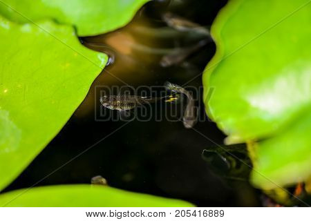 Guppy fish in the lotus pond - Close up