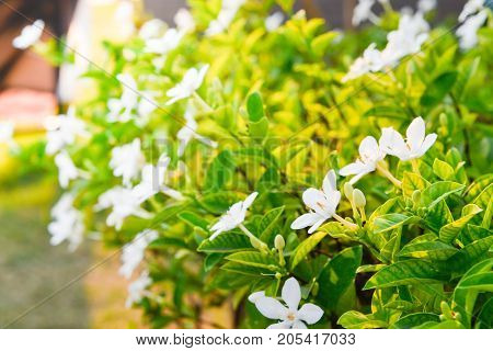 Wild water plum flower or Wrightia religiosa with sun ray