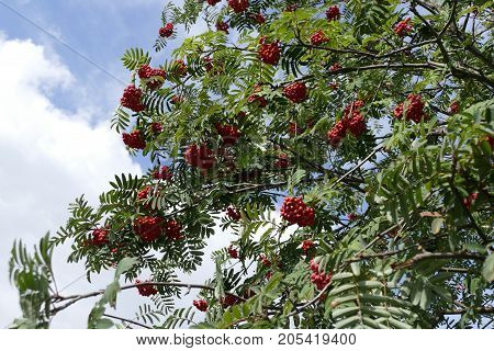 Rowan Berry On A Tree In The Autumn
