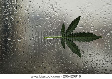 leaf of marijuana Hemp stuck adhered to a wet fogged window glass against the backdrop of the city