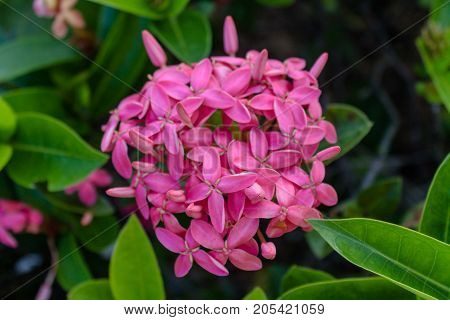 small purple flowers among dense green foliage