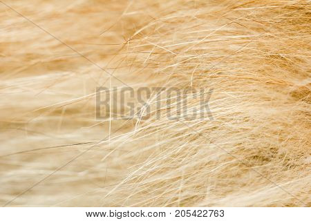 red cat fur as background. macro . Photo of an abstract texture