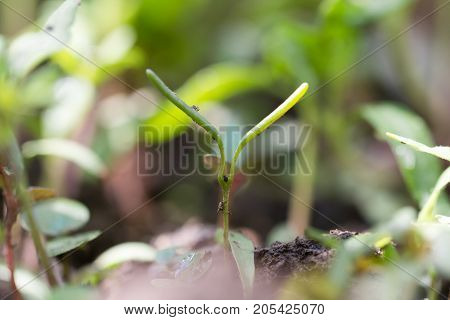 small plant in nature. macro . In the park in nature