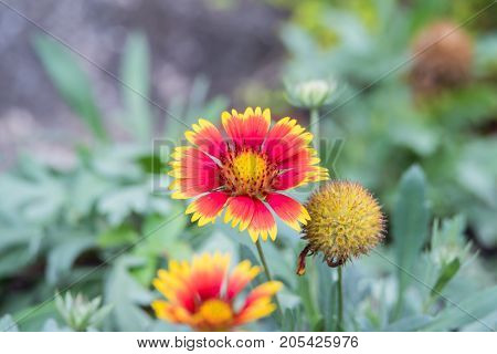 Flower (zinnia, Zinnia Violacea Cav.) In Garden