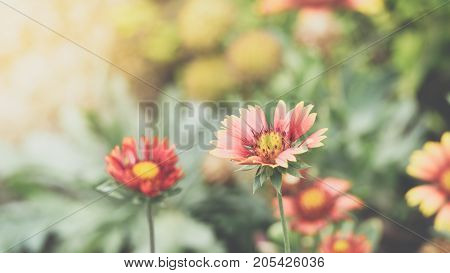 Flower (zinnia, Zinnia Violacea Cav.) In Garden