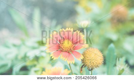 Flower (zinnia, Zinnia Violacea Cav.) In Garden