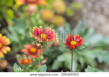 Flower (zinnia, Zinnia Violacea Cav.) In Garden