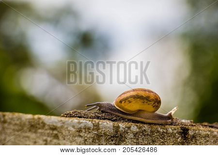 Snaile on the Concrete wall in macro close-up blurred background