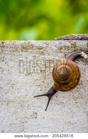 Snaile on the Concrete wall in macro close-up blurred background