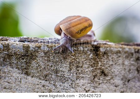 Snaile on the Concrete wall in macro close-up blurred background