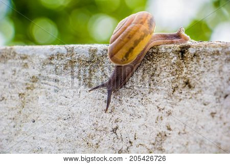 Snaile on the Concrete wall in macro close-up blurred background