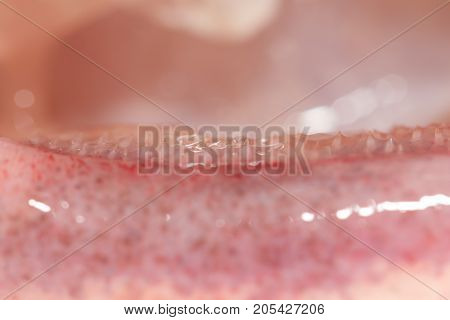 teeth catfish. macro . Photo of an abstract texture