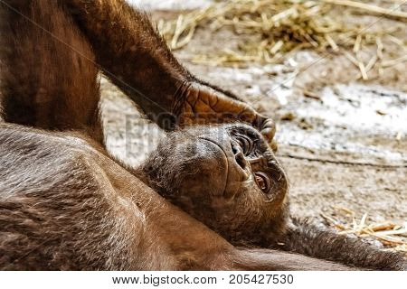 Asheboro North Carolina USA - September 20 2017: Gorilla (Gorilla gorilla) reclining on the ground in their enclosure at the North Carolina Zoo.