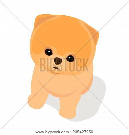 Vector flat illustration. Cream Dark Golden Light Golden Golden Cute puppy. Cutest Dog. Pomeranian. Cute doggie.