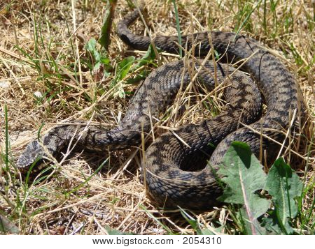 Viper Ruso