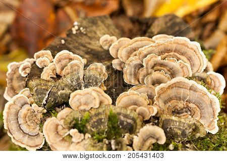 food, biology, fairytale concept. beautiful mushrooms that grows on the old tree stump looks like magical stairway for little fairies that live in the wood