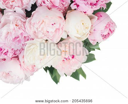 Bloomig peony flowers with leaves colored in shades of pink isolated on white background