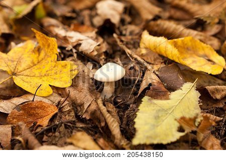 landscape, autumn, nature concept. cute little muchroom with small snowy white cap is growing among old leaves that are about to rot and just fell yellow ones
