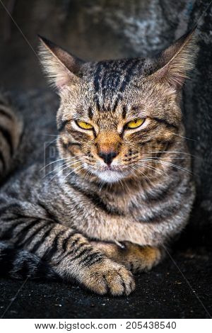 The love of the cat in the face Portrait of a cat while sitting