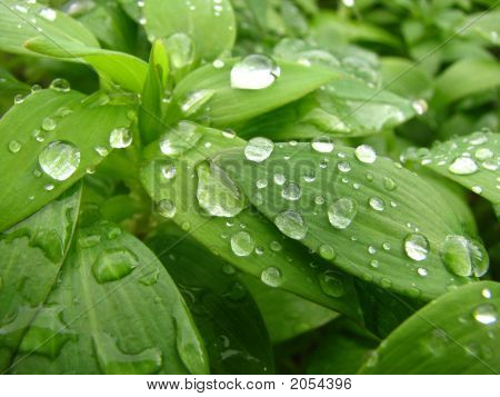 Gotas de água
