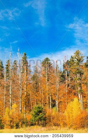 Beautiful colorful wood on lake Bajer, autumn landscape, Fuzine, Gorski kotar, Croatia